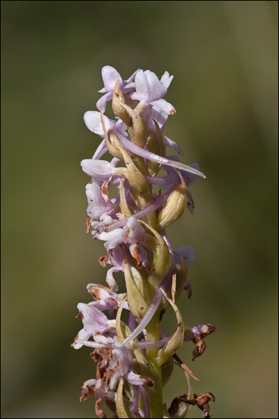 Orchidee di alta quota